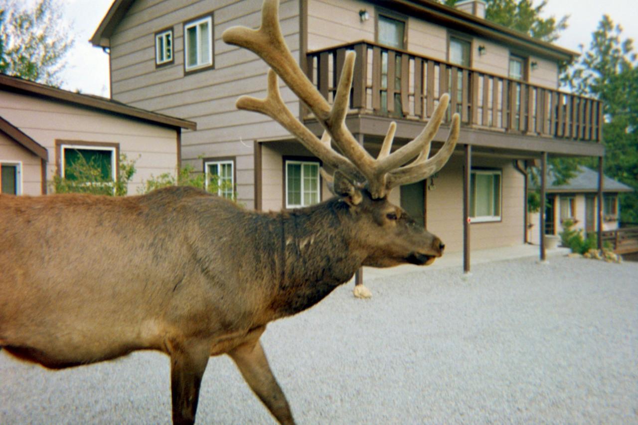 Skyline Cottages Estes Park Dış mekan fotoğraf